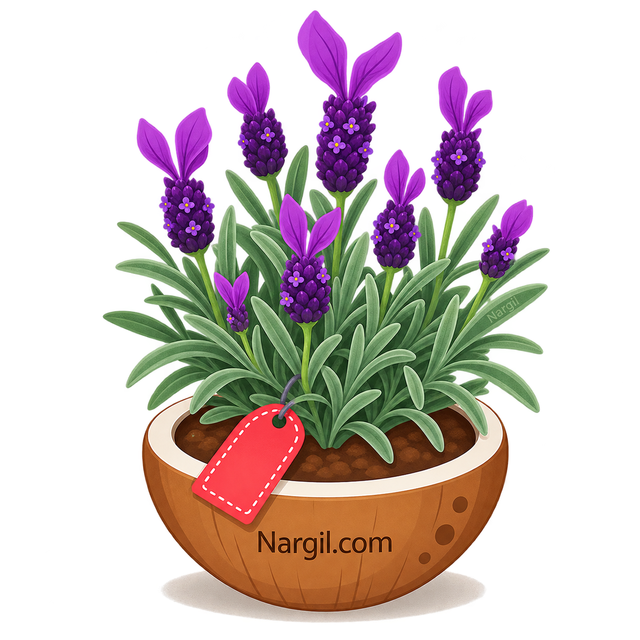 Nargil_lavandula stoechas